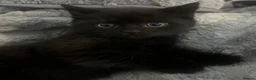 British Shorthair cats for sale: 🐾 Very cute British shorthair Black girl 🐾 - Advert 7