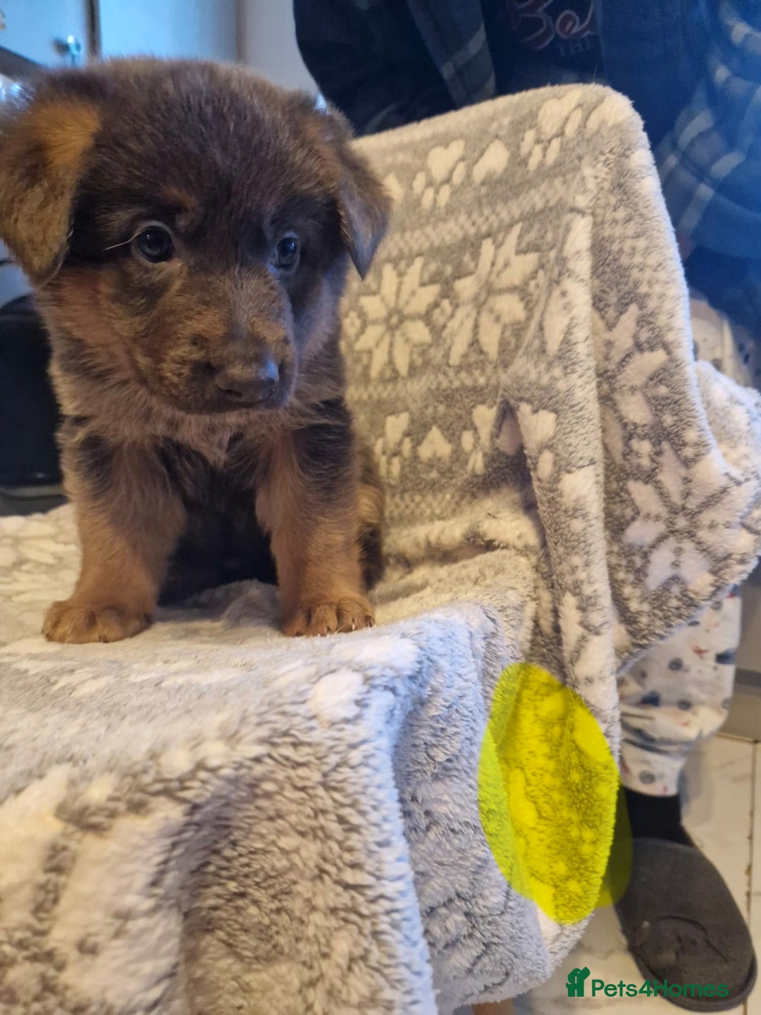 German Shepherd dogs for sale: 5 weeks German shepherd puppies  - Advert 5