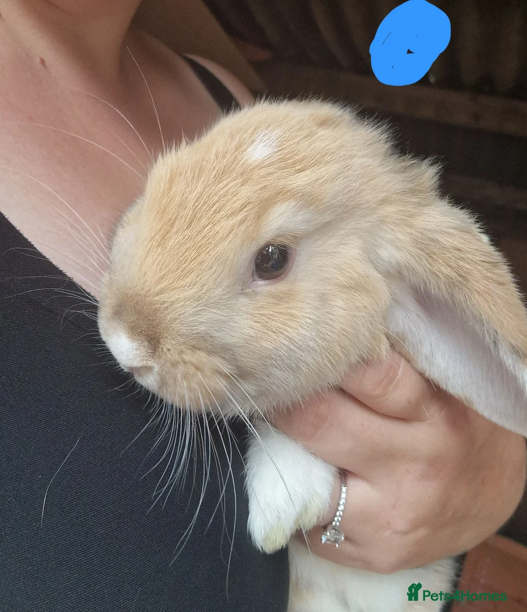 Mini Lop rabbits for sale: Mini lops  - Advert 2