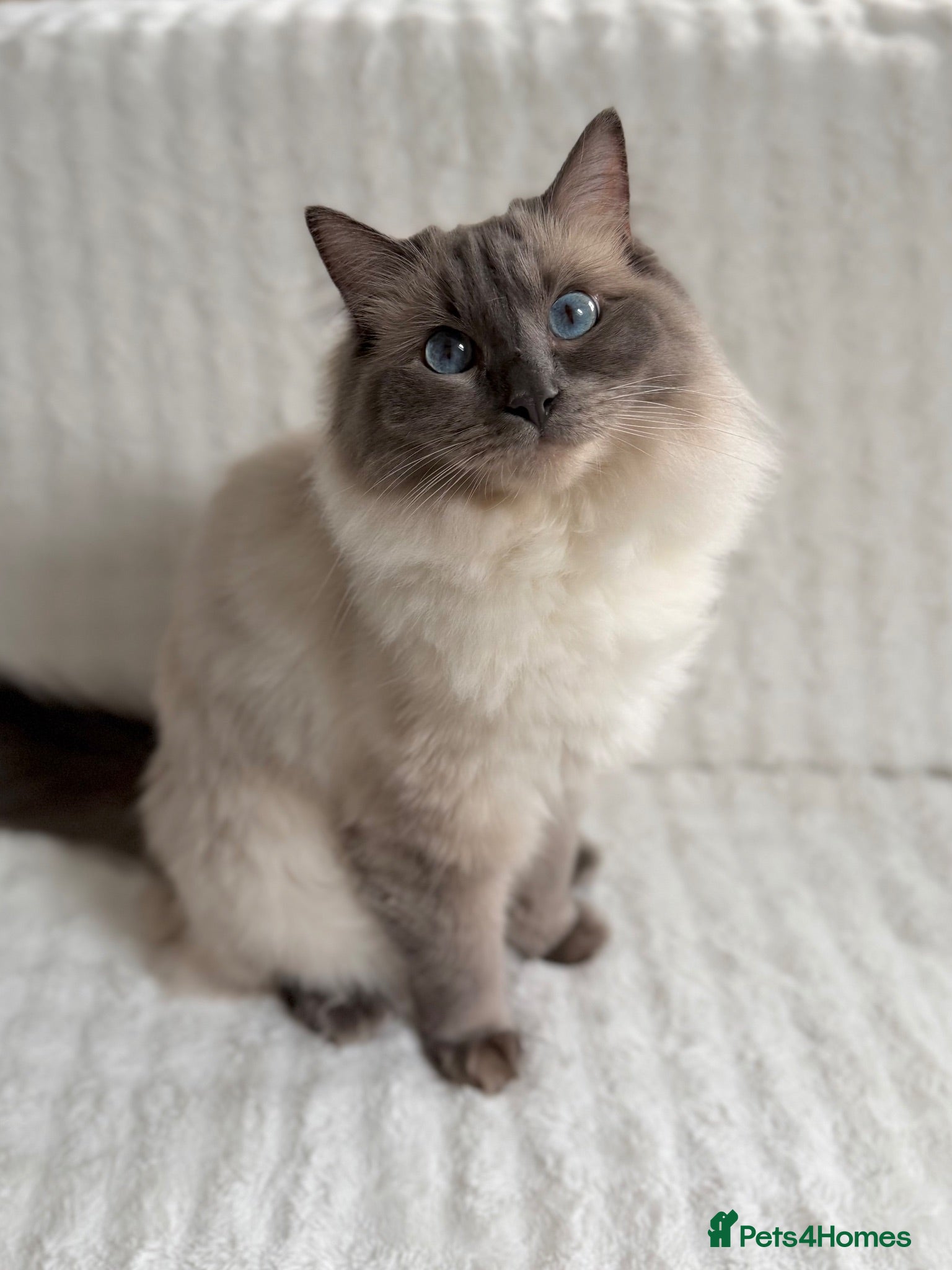 Ragdoll cats Pearl - Absolute Sweetheart Looking For New Home - Advert 3