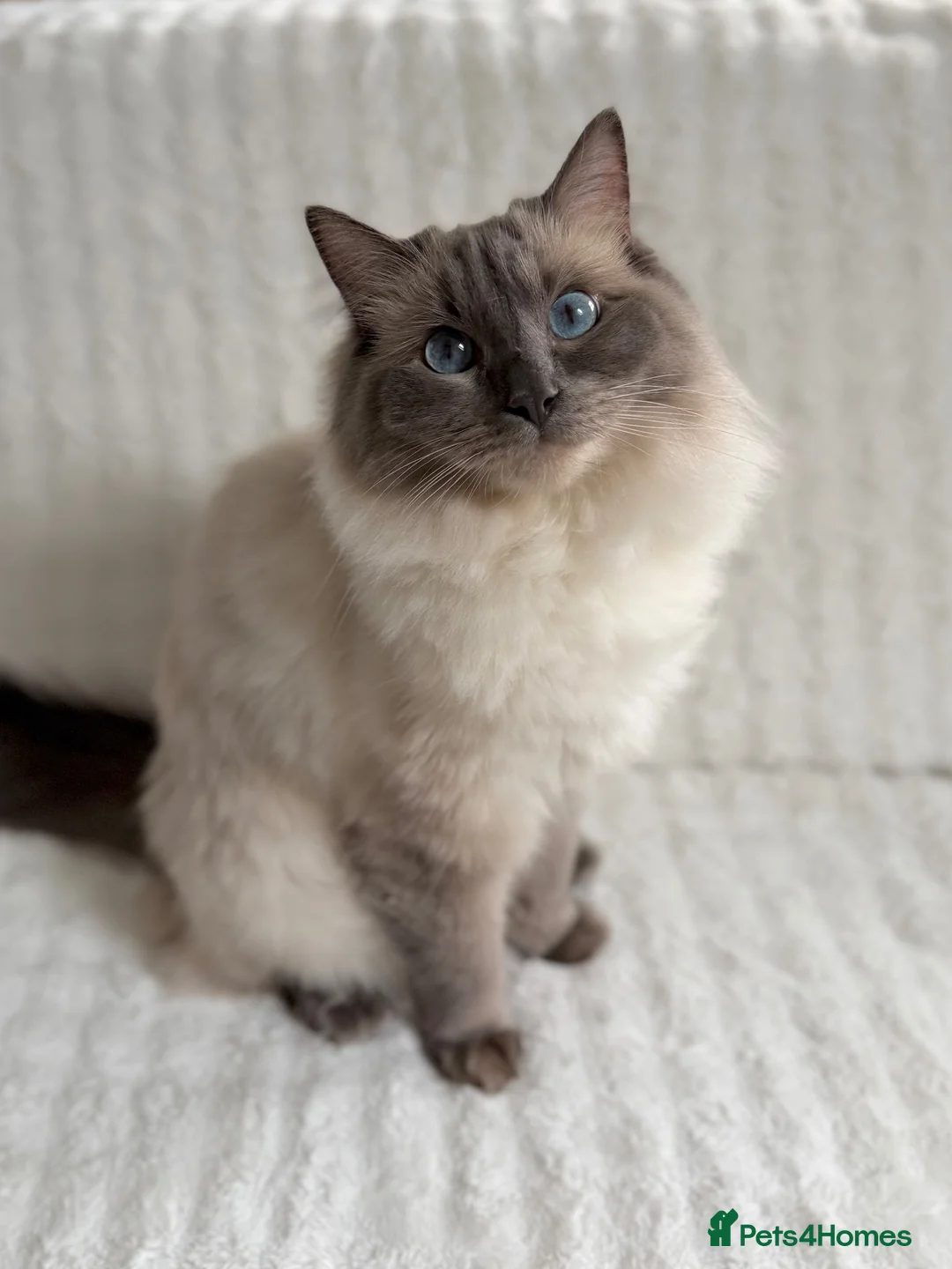 Ragdoll cats for sale: Pearl - Absolute Sweetheart Looking For New Home - Advert 1