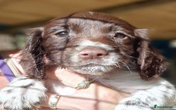 Sprocker dogs for sale: **REDUCED** Beautiful Sprocker pups - Image 8