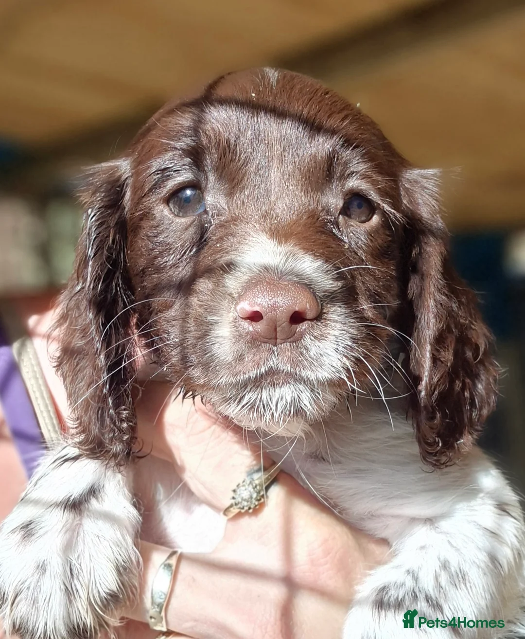 Sprocker dogs for sale: **LAST PUP** Beautiful Sprocker pups - Advert 6