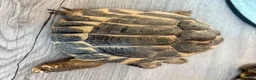 Hermann Tortoise reptiles for sale: Two female Hermann tortoises  in Lutterworth - Advert 2