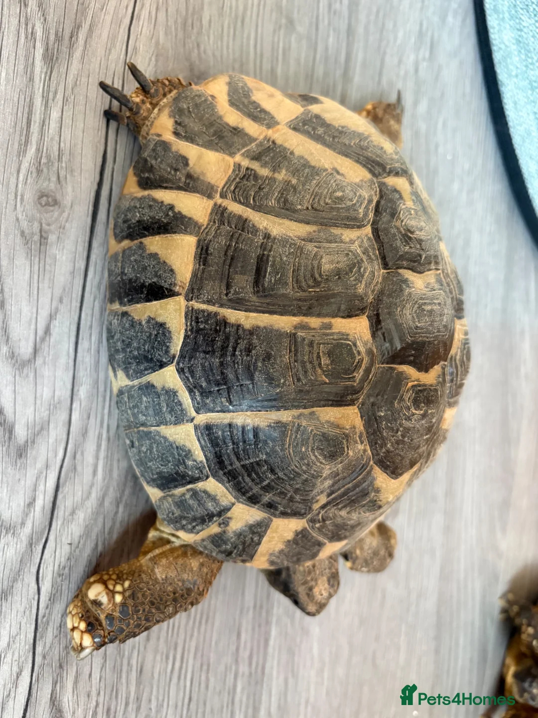 Hermann Tortoise reptiles for sale: Two female Hermann tortoises  in Lutterworth - Advert 2