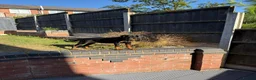 Dobermann dogs for sale: 15 week old (started) Doberman puppy female  - Advert 5
