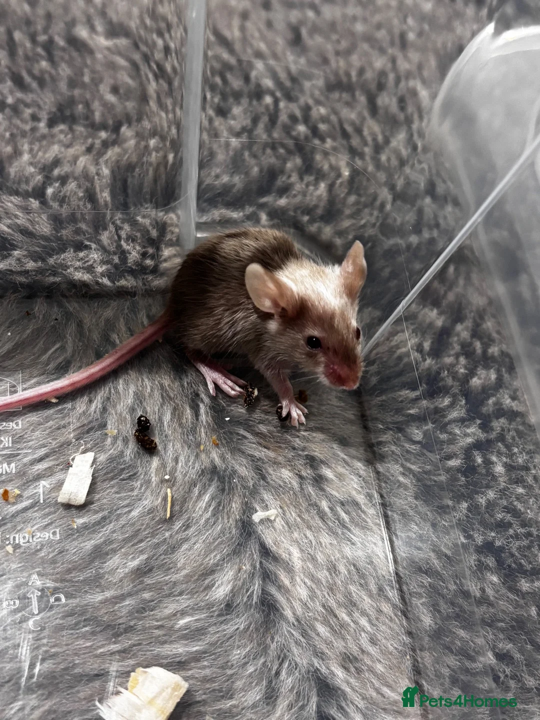 Mouse rodents for sale: Mixed boys/girl baby mice  - Advert 2