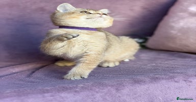 British Shorthair cats - Advert 2