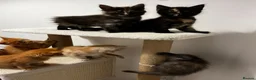 Maine Coon cats for sale: Beautiful Maine Coon Kittens - Advert 30