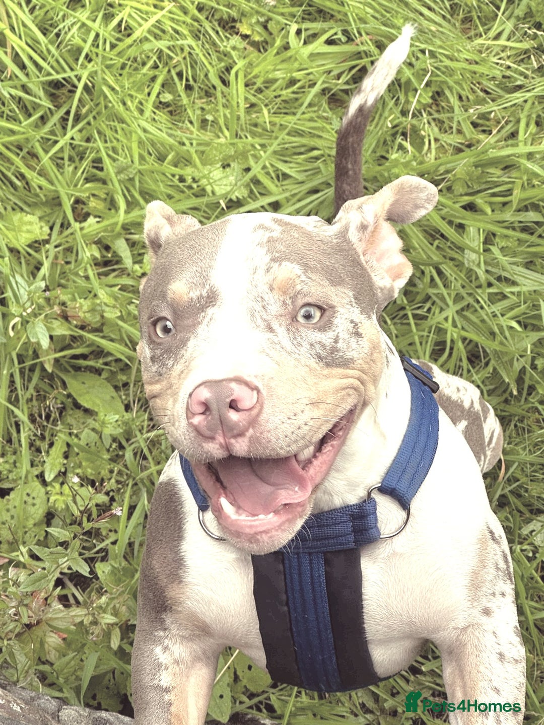 Mixed Breed dogs for sale: Rehome/foster my beautiful pup - Advert 3