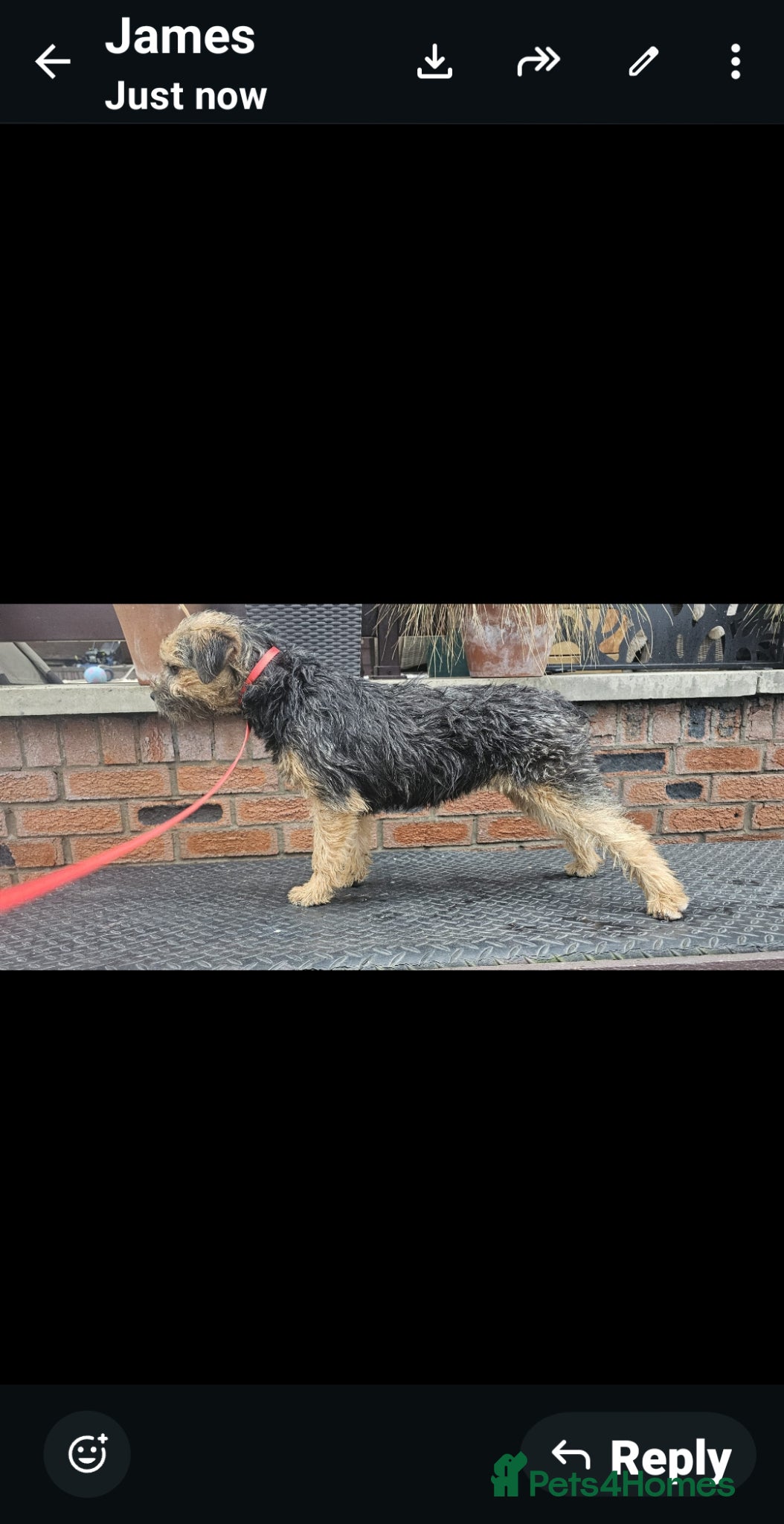 Border Terrier dogs KC REGISTERED BORDER TERRIER PUPS - Advert 2