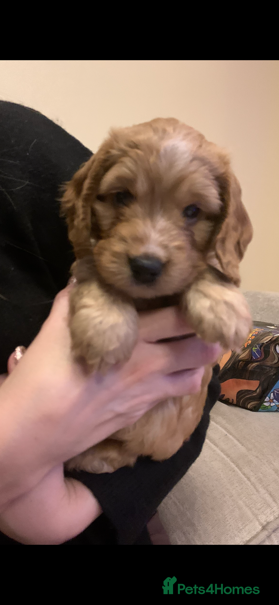 Cockapoo dogs for sale: F2 cockapoo puppies available  - Advert 18