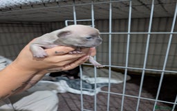 French Bulldog dogs for sale: French dog for sale  - Image 11