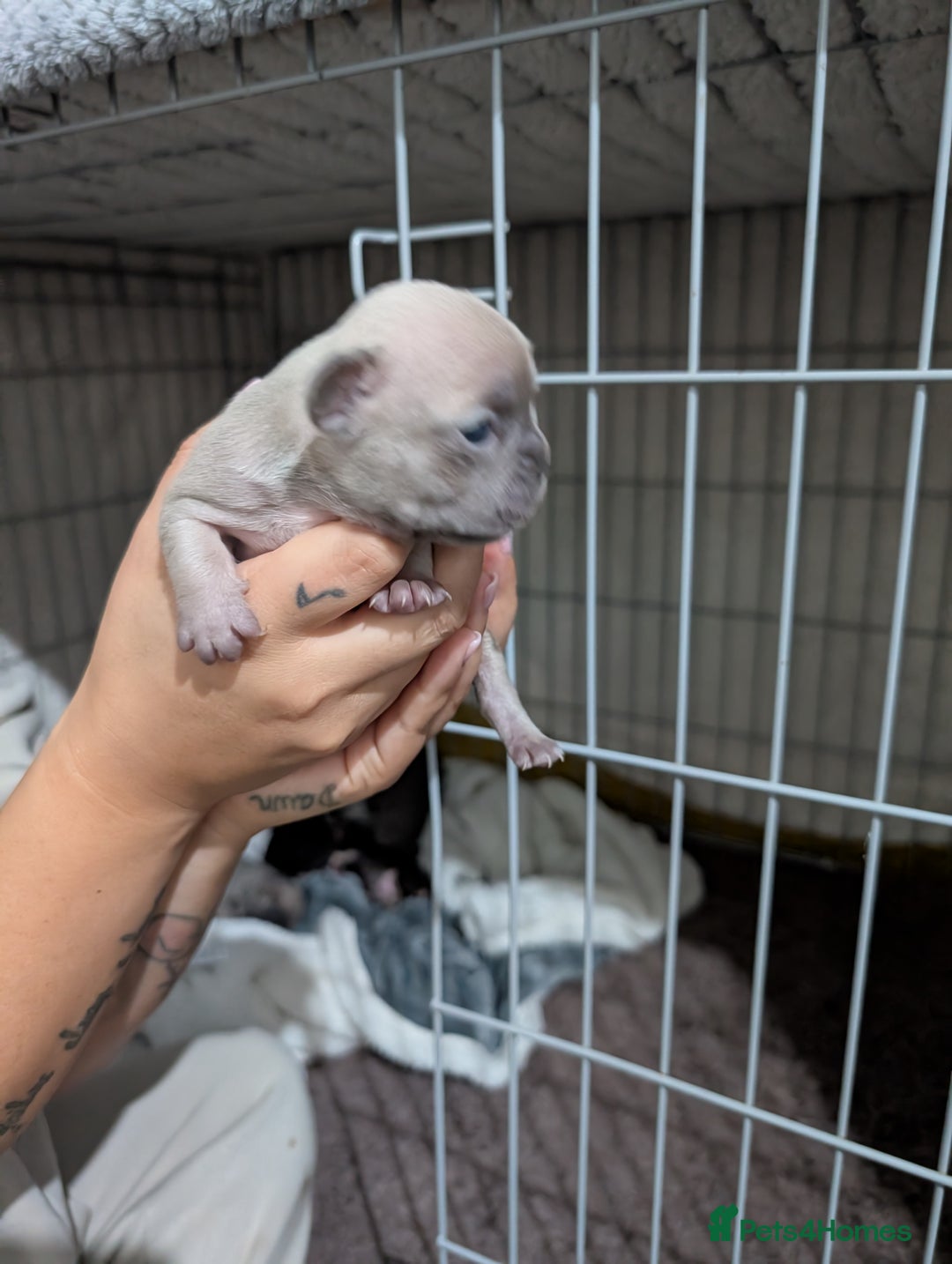 French Bulldog dogs for sale: French dog for sale  - Image 11