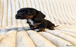 Miniature Dachshund dogs for sale: LAST 2 BOYS Miniature smooth Dachshund puppies - Image 24