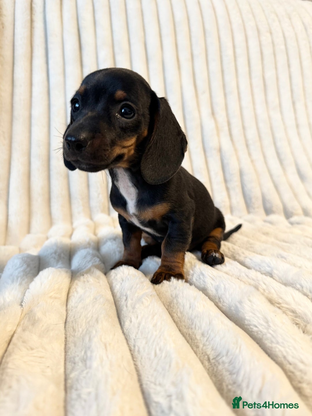 Miniature Dachshund dogs for sale: LAST 2 BOYS Miniature smooth Dachshund puppies - Image 24