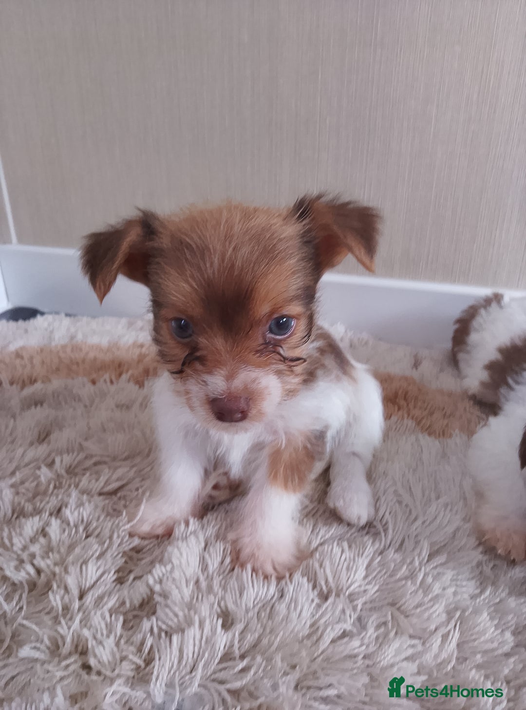 Mixed Breed dogs for sale: Shitzu x jack Russell  - Image 19