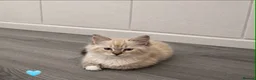 Ragdoll cats for sale: Ragdoll breed kittens 💙 - Advert 5