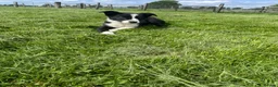 Border Collie dogs for sale: Border collie male  - Advert 2