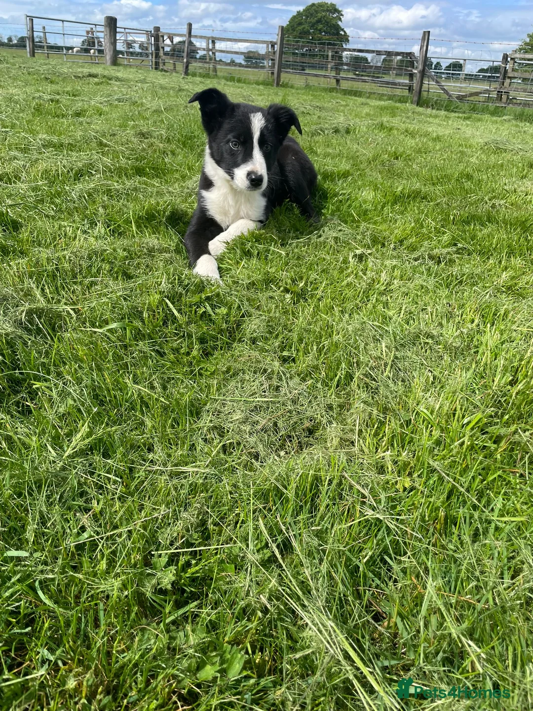 Border Collie dogs for sale: Border collie male  - Advert 2