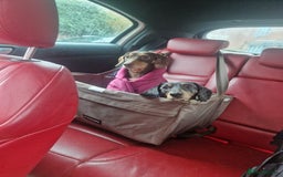 Dachshund dogs for adoption: 💖🐶 ROBIN AND MOCHI 🐶💖 - Advert 4