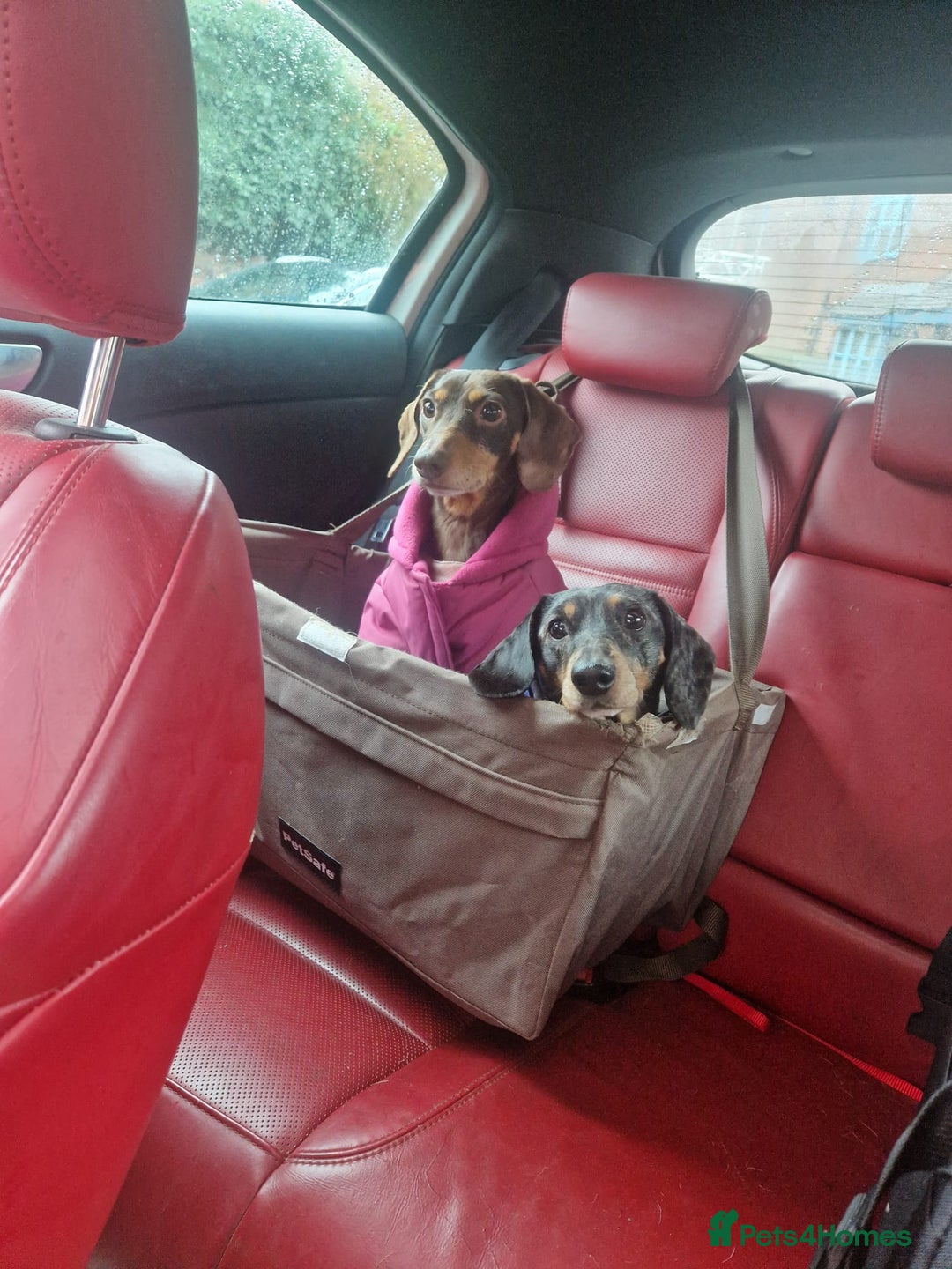 Dachshund dogs for adoption: 💖🐶 ROBIN AND MOCHI 🐶💖 - Advert 4