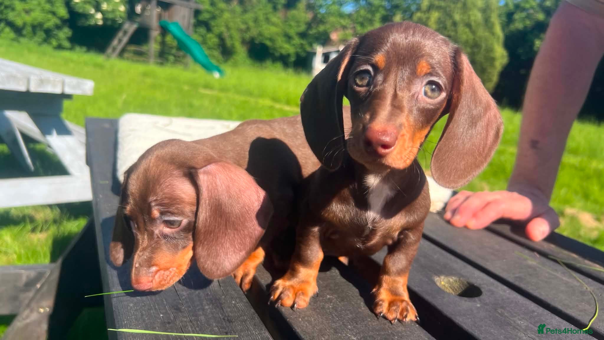 Miniature Dachshund dogs Reduced price -Mini Dachshund Puppies  Chocolate - Advert 15