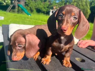 Miniature Dachshund dogs Reduced price -Mini Dachshund Puppies Chocolate - Advert 15