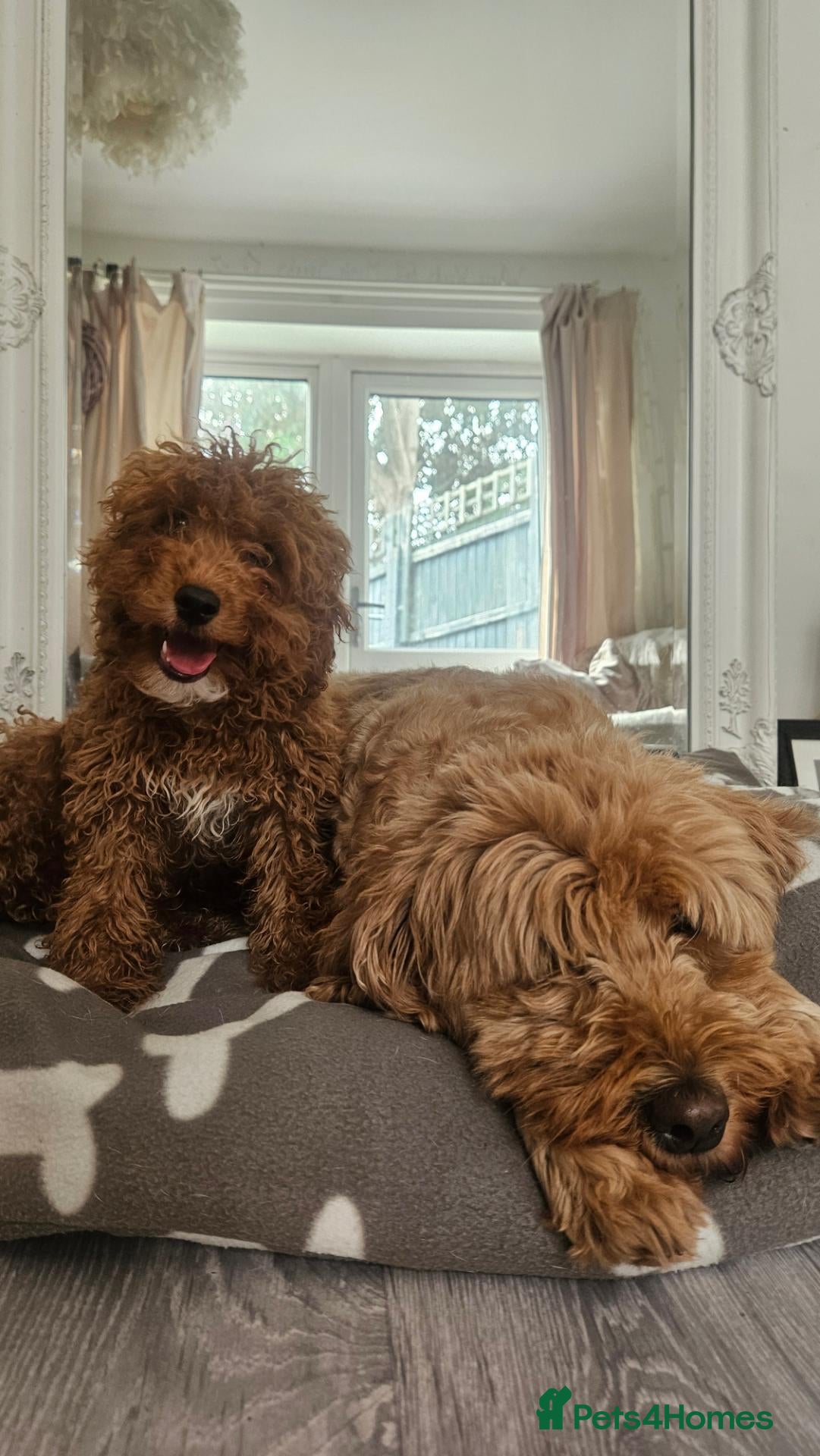 Mini Goldendoodle dogs Small F1B goldendoodle boys ✨️💙 - Advert 2