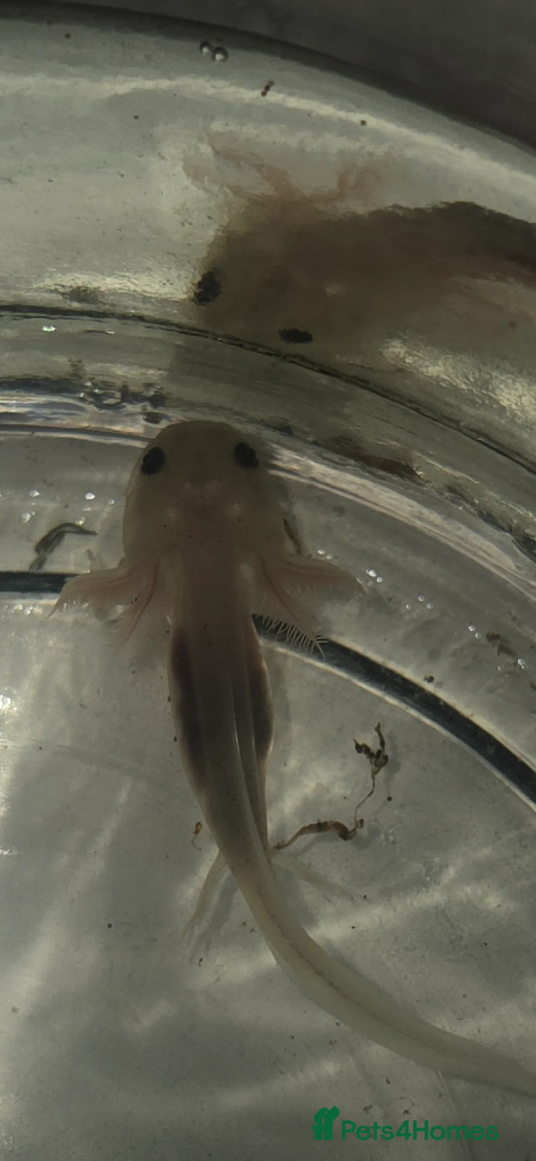 Axolotl reptiles for sale: Baby axolotl  - Advert 5