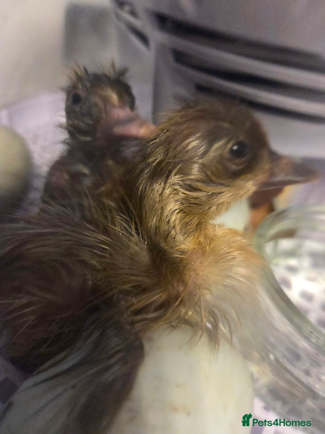 Ducks poultry for sale: Rare colour Pure bred silver runner Ducks  - Advert 20