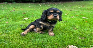 Cavalier King Charles Spaniel dogs - Advert 10