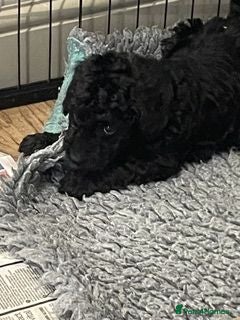 Labradoodle dogs F3 miniature labradoodle puppies - Advert 2