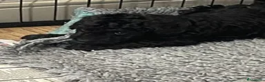Labradoodle 5 black