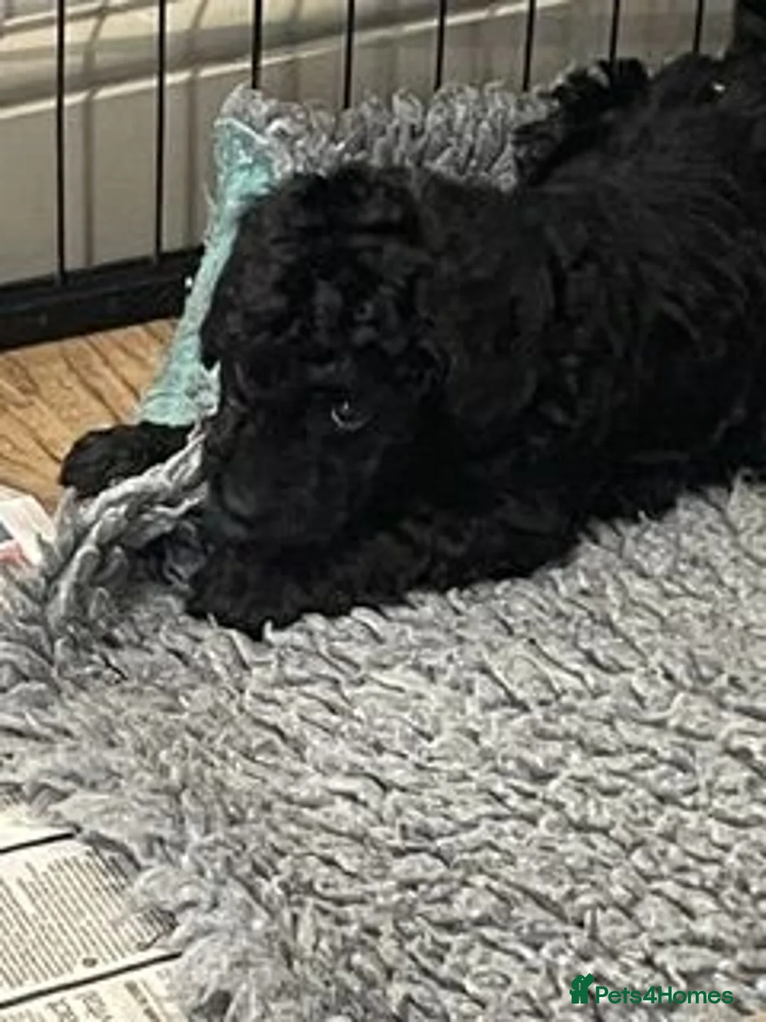 Labradoodle dogs for sale: F3 miniature labradoodle puppies reduced - Advert 29