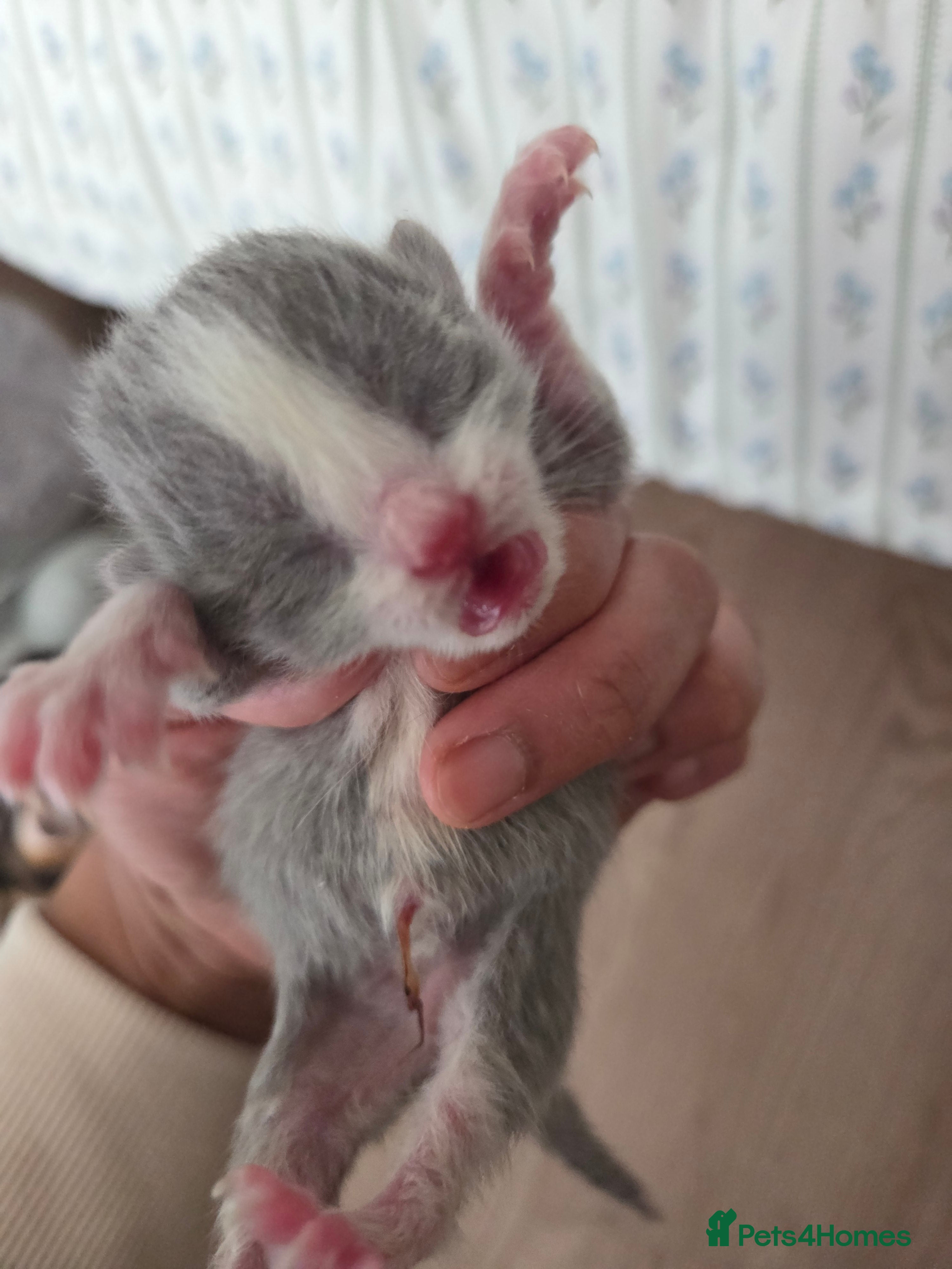 Mixed Breed cats Mixed breed kittens  - Advert 3