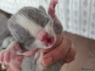 Mixed Breed cats Mixed breed kittens - Advert 3