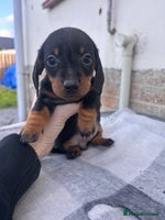 Miniature Dachshund dogs Miniature dachshund puppies - Advert 9