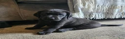 Mixed Breed dogs for sale: Weimaraner cross in Tonypandy - Advert 8
