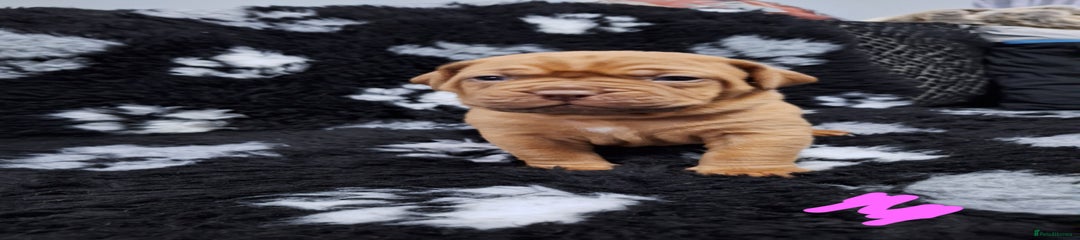 Dogue De Bordeaux Puppy 5-Pink