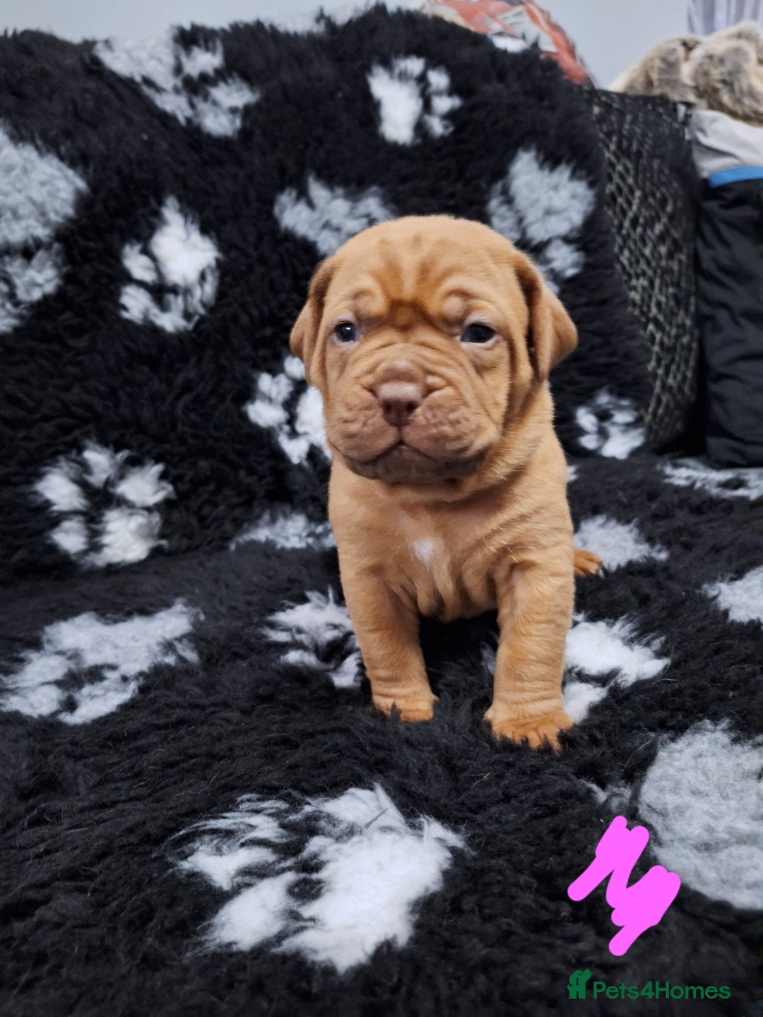 Dogue De Bordeaux dogs for sale: Dogue De Bordeaux Puppies-Champion Bloodlines - Image 26