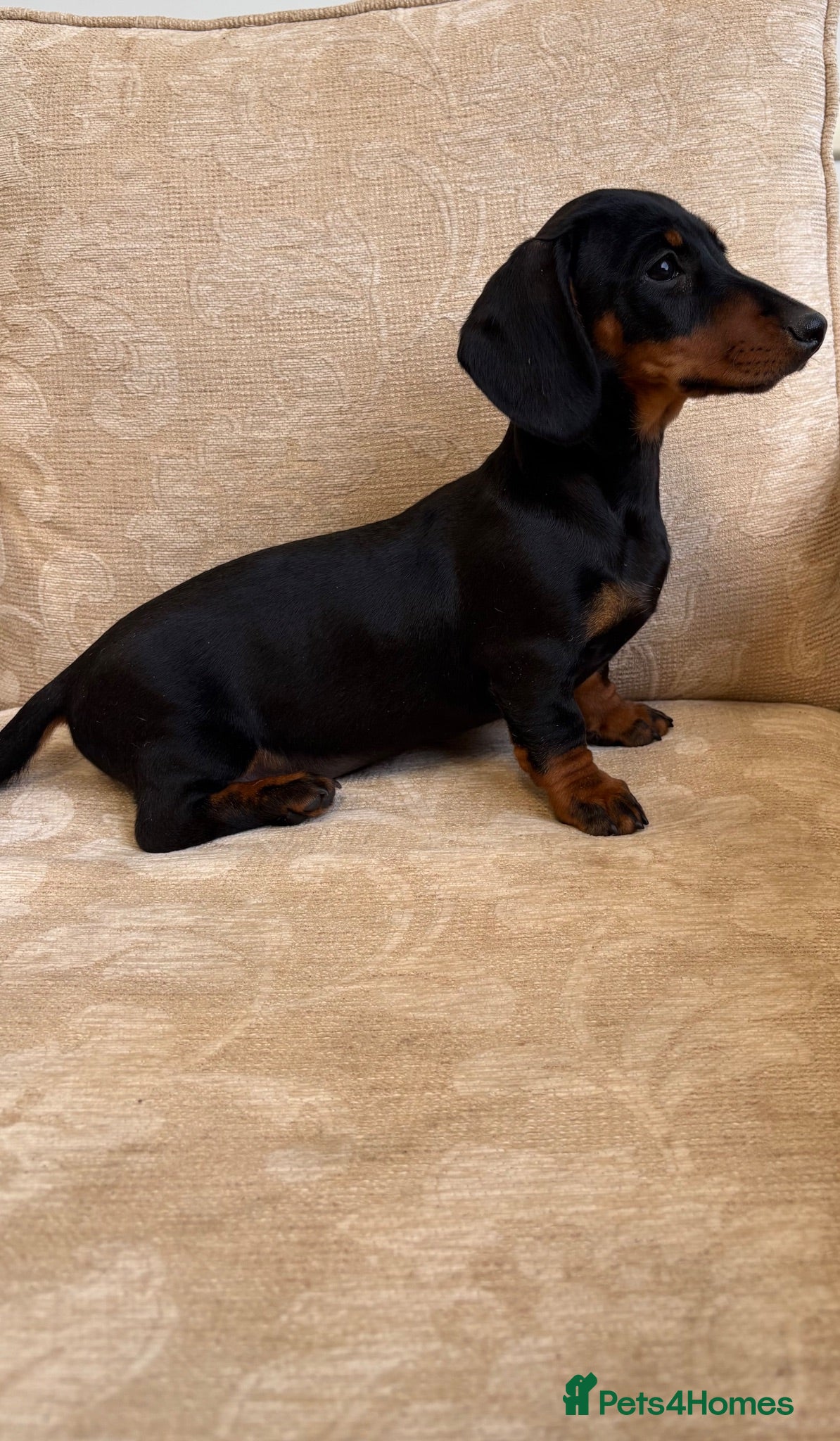 Miniature Dachshund dogs True to type miniature daschund  - Advert 1