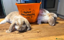 Mini Lop rabbits for sale: Mini lop babies  - Image 5