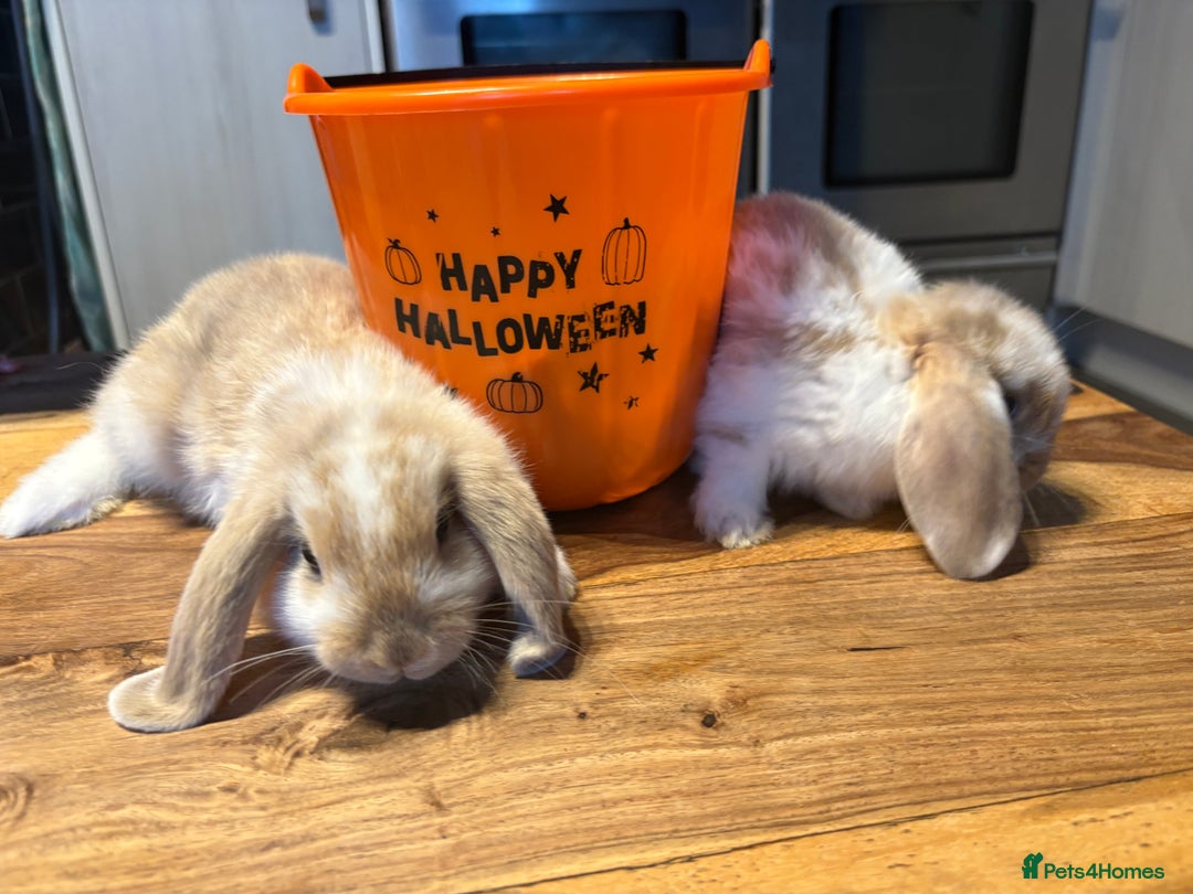 Mini Lop rabbits for sale: Mini lop babies  - Image 5
