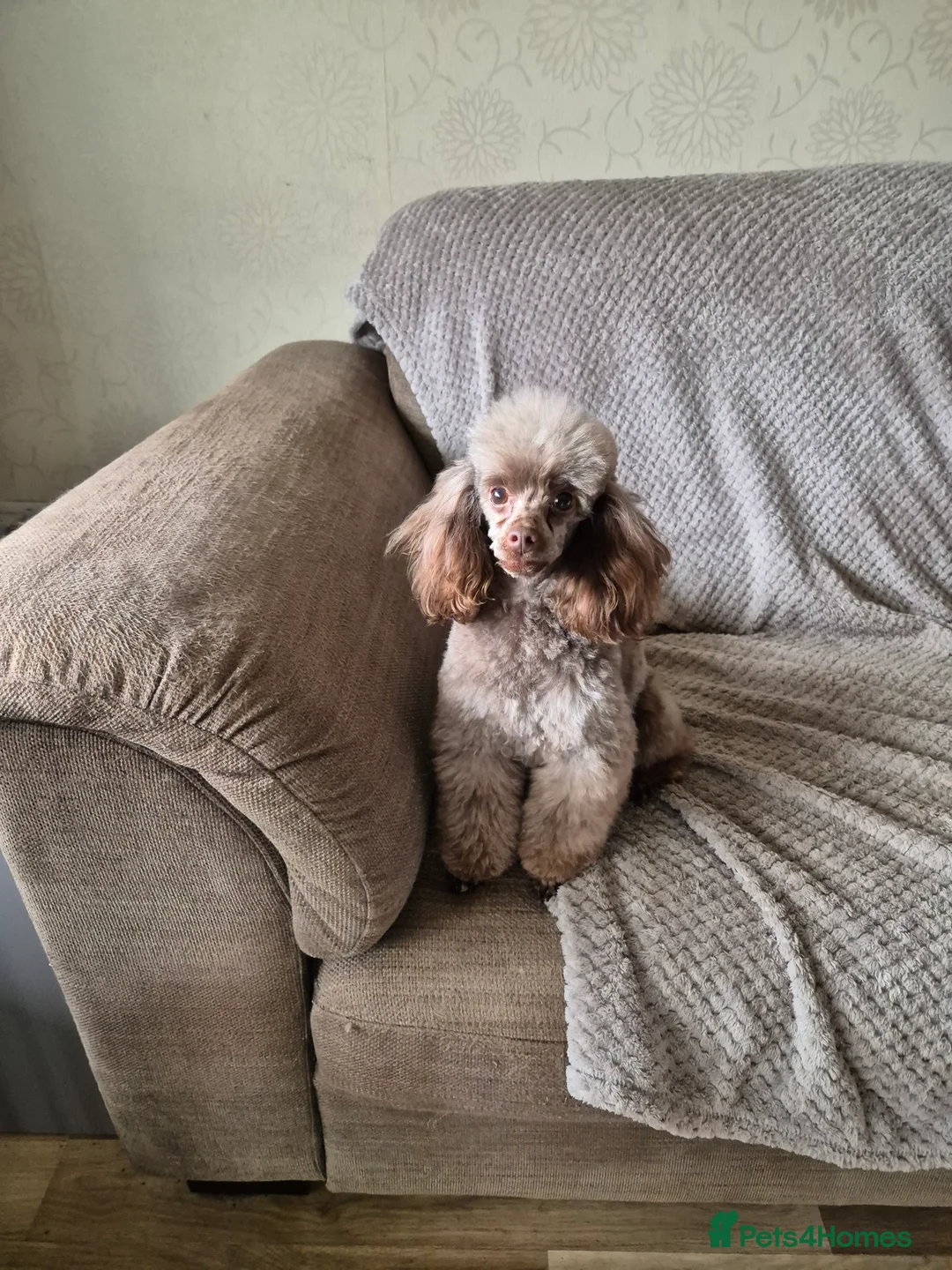 Toy Poodle dogs for stud: Stunning Chocolate Toy Poodle  in Stafford - Advert 28