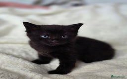 British Shorthair cats for sale: Black and tuxedo baby kittens in Bicester - Image 2