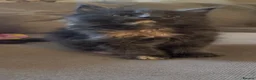Maine Coon cats for sale: chunky tica Maine coons (active/pet)  - Advert 11