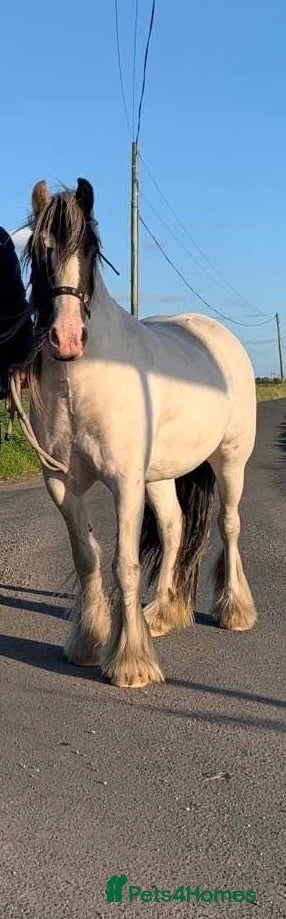Irish Cob horses Lovely sweet cob - Advert 2