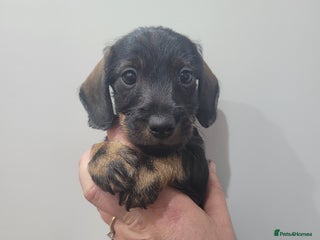 Miniature Dachshund dogs - Advert 23