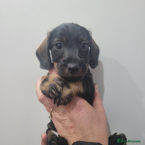 Miniature Dachshund dogs - Advert 9